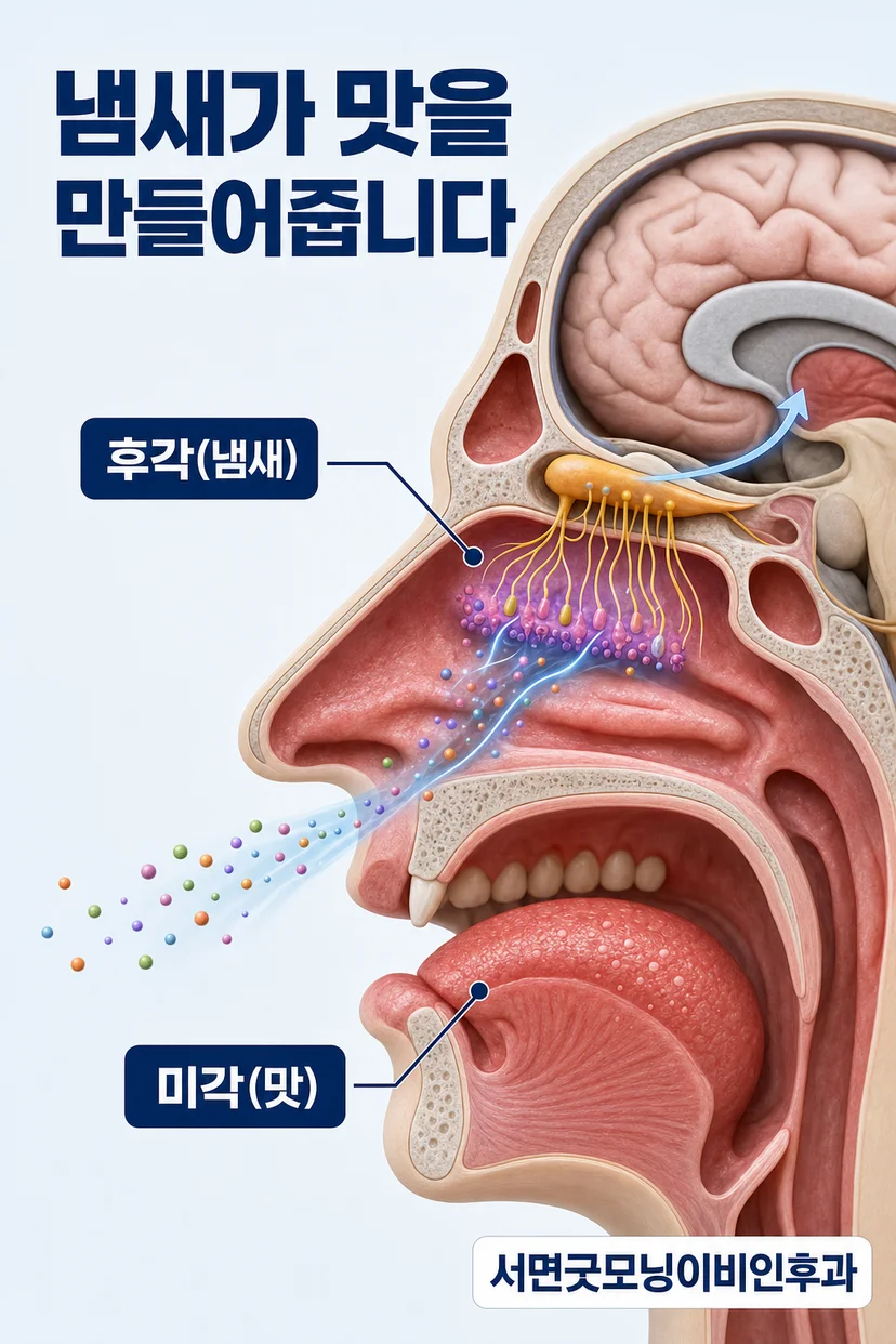후각과 미각의 차이 설명 이미지
