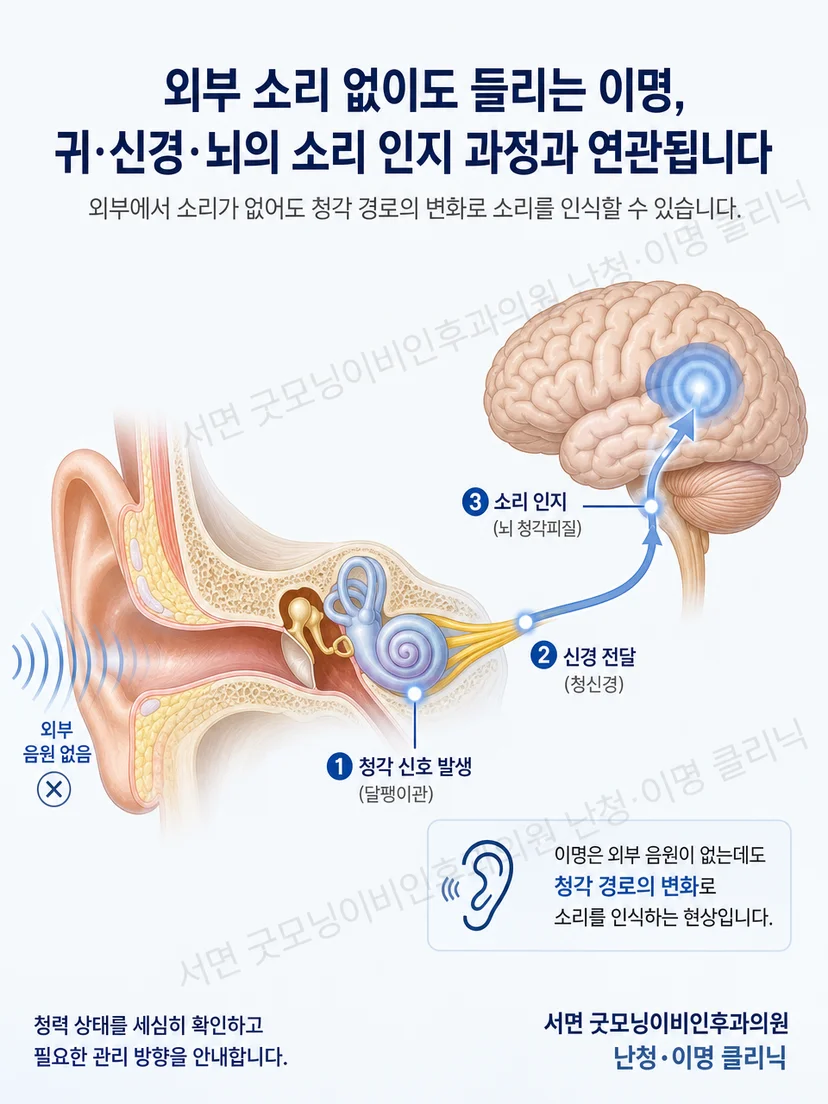 외이와 중이 달팽이관 청신경 뇌로 이어지는 소리 인지 경로