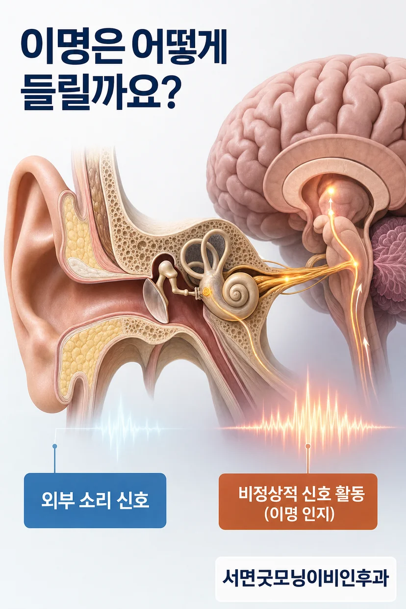 귀 구조와 청각 신경