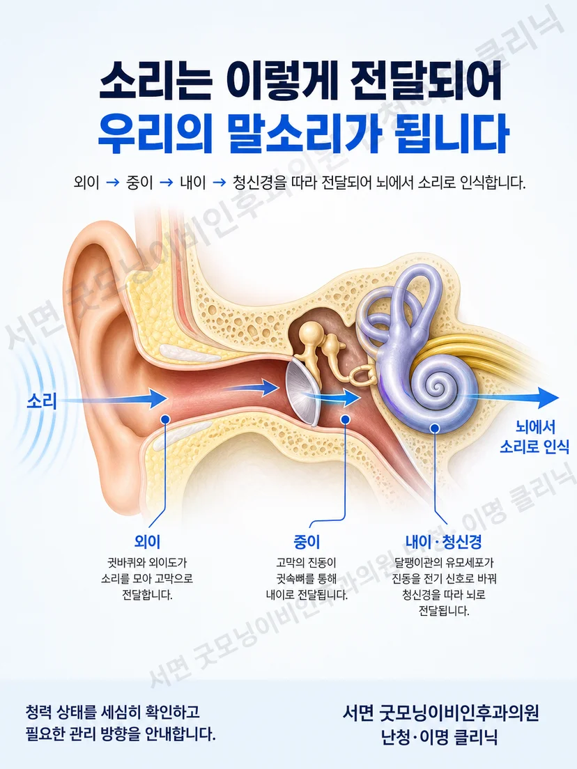 외이와 중이, 달팽이관, 청신경을 따라 전달되는 소리의 기본 경로