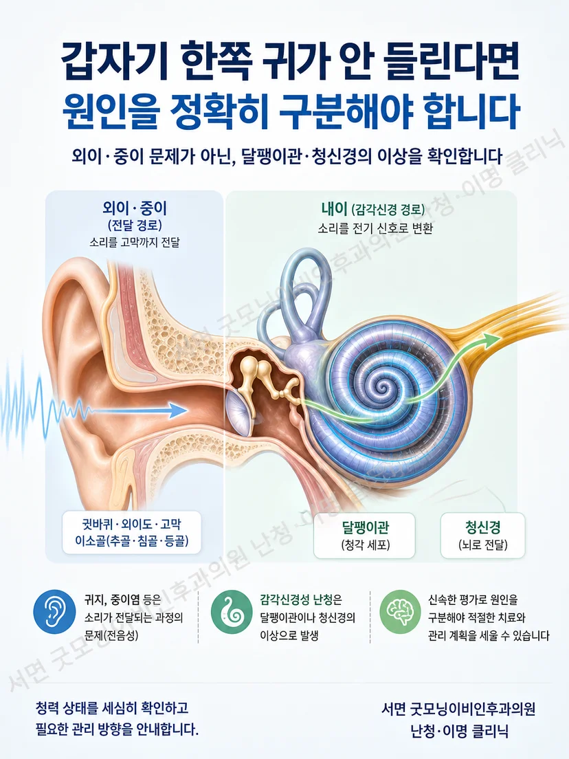 외이와 중이의 소리 전달 경로 및 달팽이관 감각신경 경로 도식