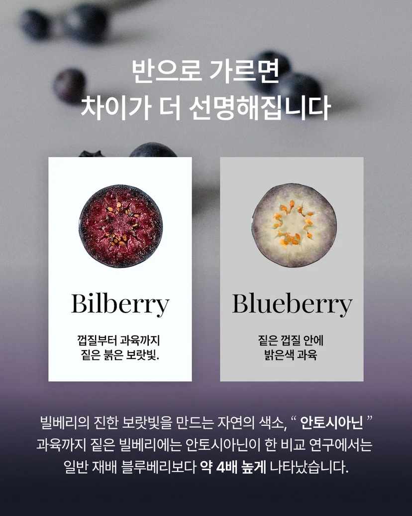 빌베리 피드 설명_02