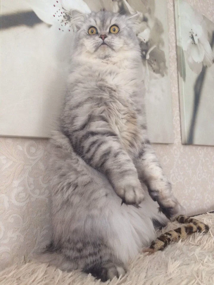 링크 경고를 보고 놀란 친구의 반응을 표현한 실제 고양이 사진
