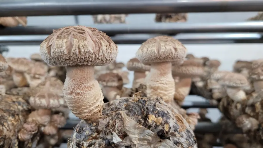 가촌 표고버섯 사진