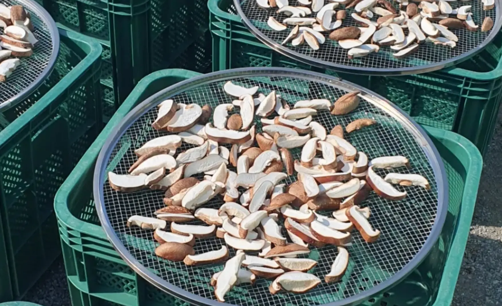 표고버섯을 건조하고 있는 사진