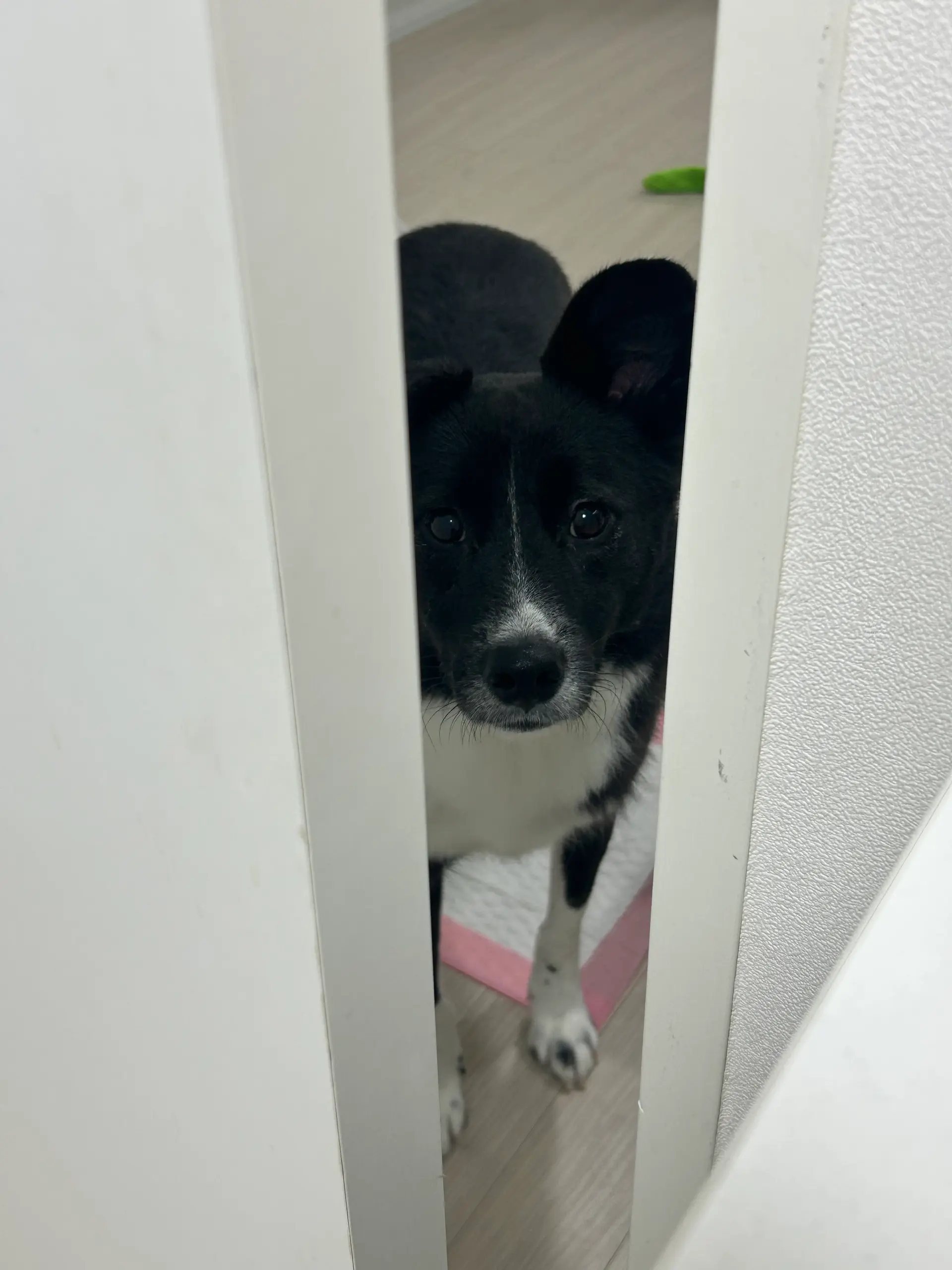 화식에 눈뜬 후로 이제 밥시간에 문앞에서 달라고 시위하는 호수