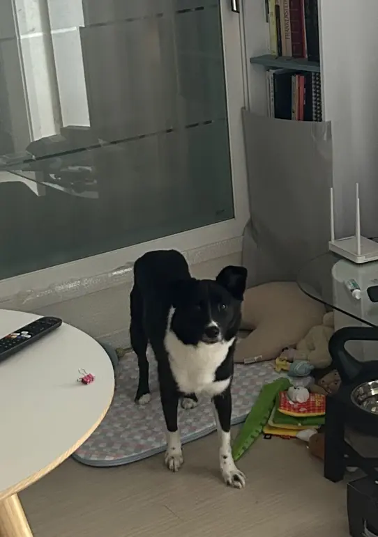 화식에 눈을 뜨게 된 후로 이전과 다르게 밥 준비하는 저에게 다가오는 호수