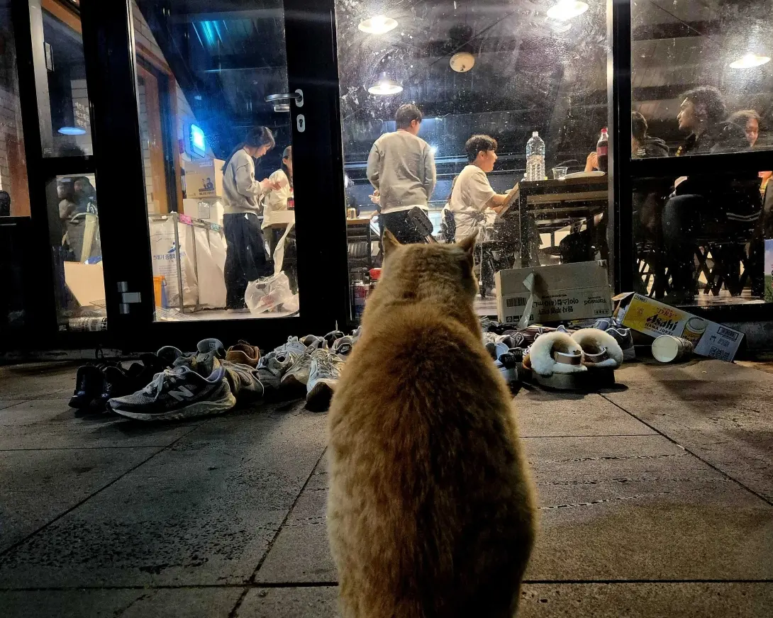 고양이도 R&D 팀 팀워크를 관심 있게 지켜봐 주네요.