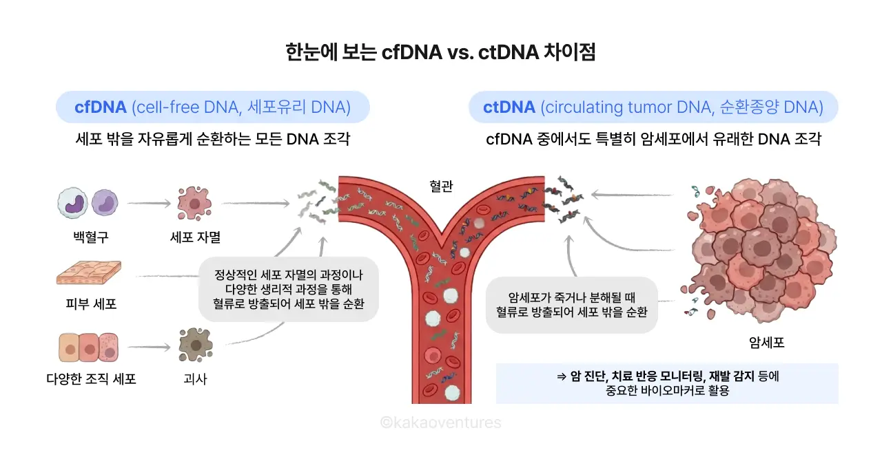 cfDNA와 ctDNA 비교