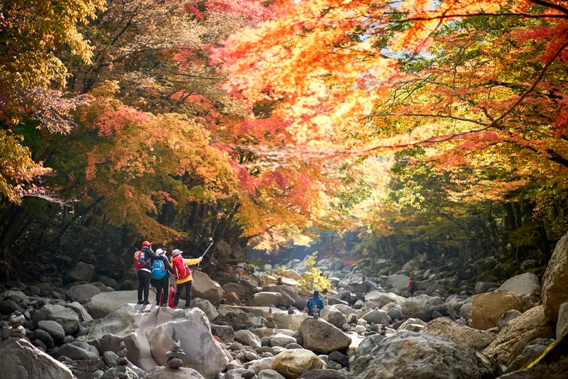 천아계곡 단풍 아래 계곡 바위 위를 걷는 사람들