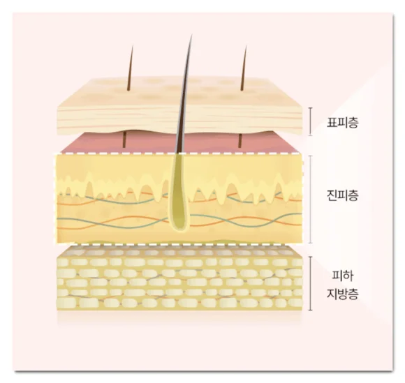 세포외기질 ECM 구조를 설명하는 피부 단면 이미지