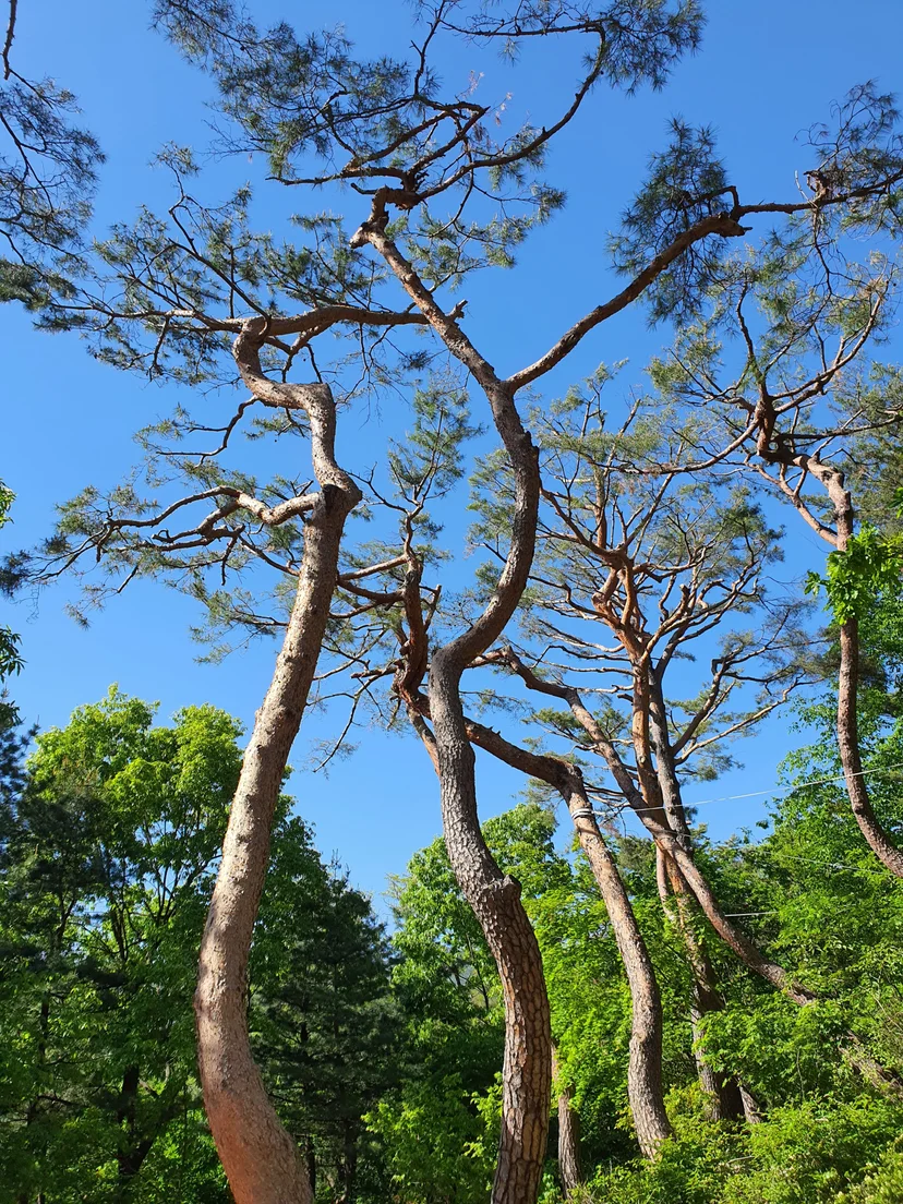 Tall pine trees against a clear blue sky near the house (Listing ID : 41157)