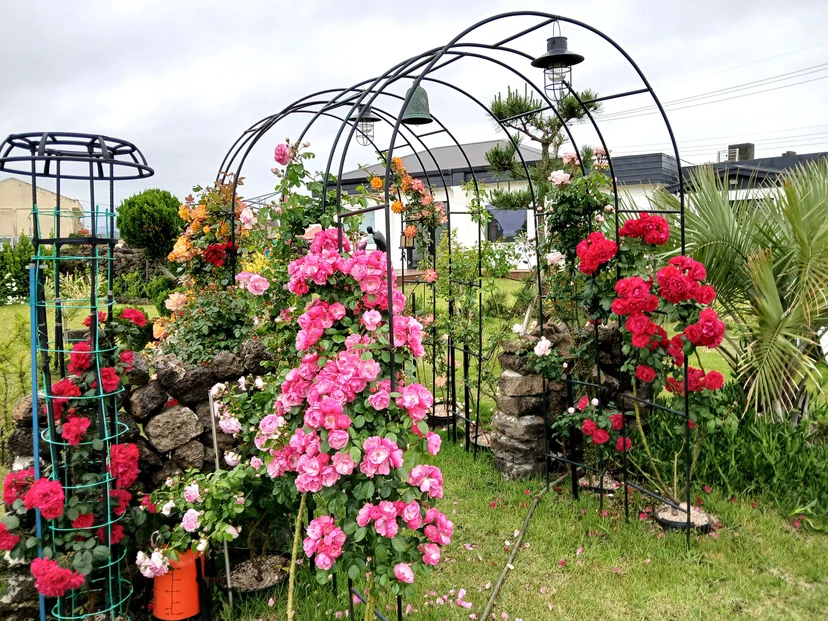 Pink and red roses on garden arches (Listing ID : 21118)