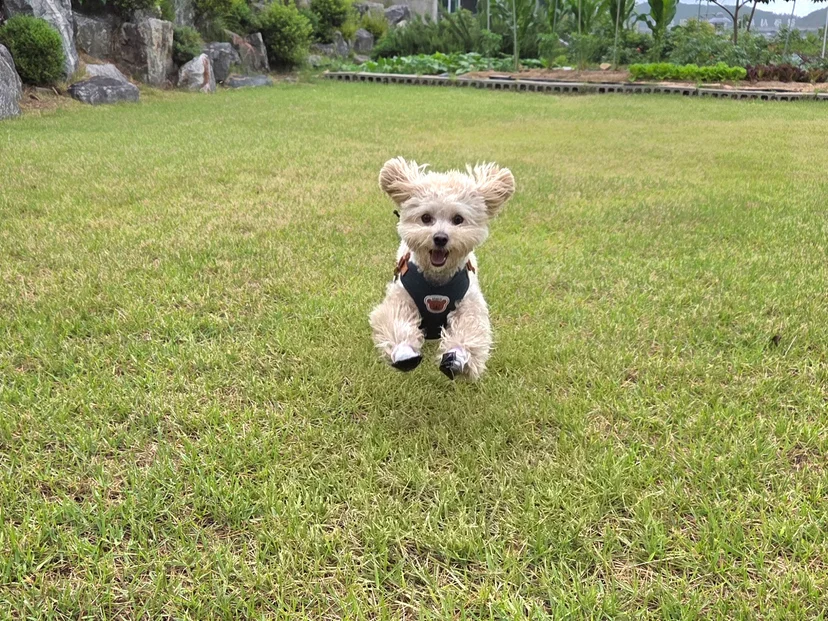 잔디 마당 너머로 보이는 경주 독채 단기임대 외관과 정원