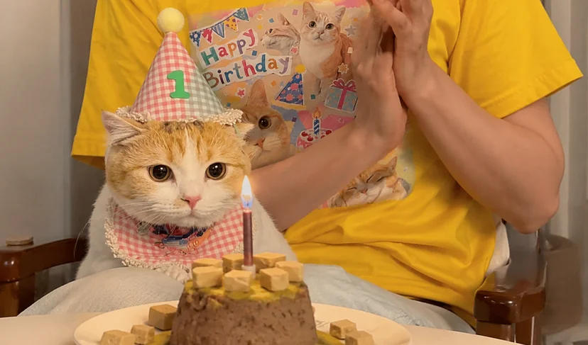 마플 반려동물 티셔츠 반려묘 사진과 생일 문구를 풀 컬러 인쇄한 옐로우 티셔츠를 고양이 생일 파티에서 착용한 이미지