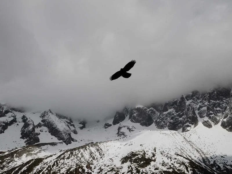 정육용쇼케이스설치 - 효율적인_정육_매장_동선_배치