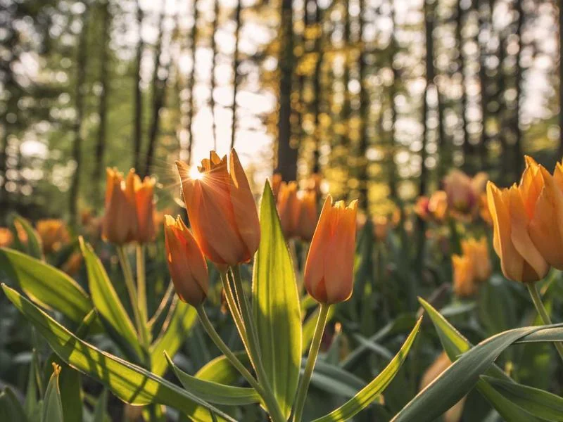 업소용앞문쇼케이스견적문의 - 매장_분위기를_살리는_쇼케이스