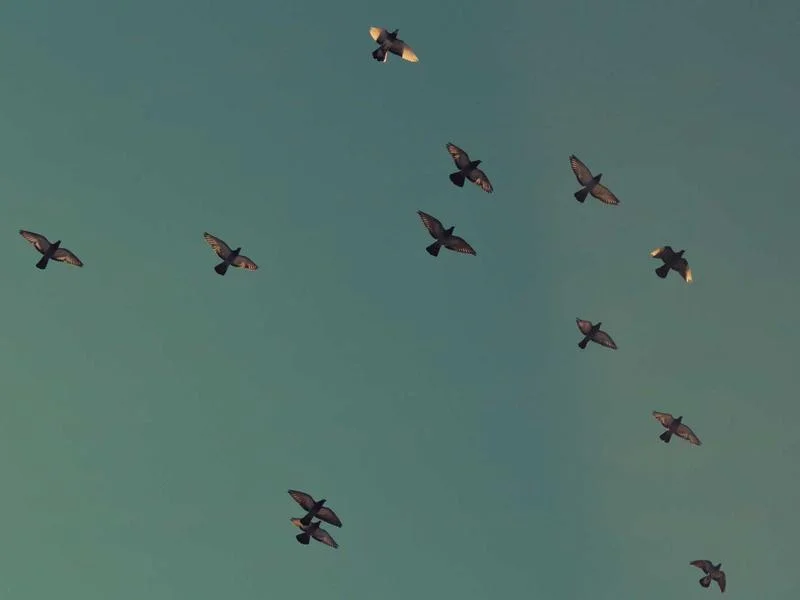 반찬가게오픈다단쇼케이스제품 - 인테리어와_조화된_쇼케이스