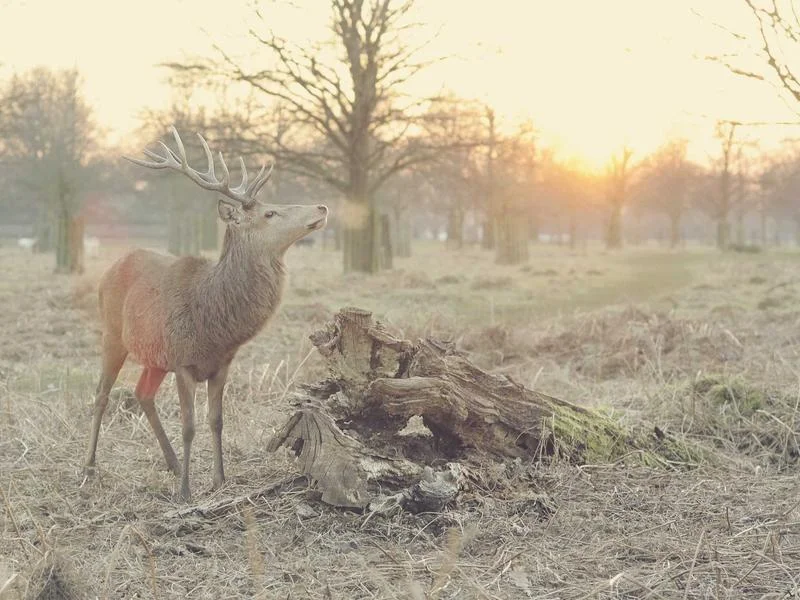 정육점용쇼케이스제품추천 - 스마트한 구매 전략 수립