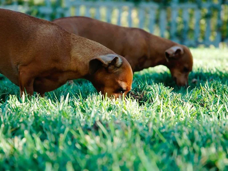 정육점용냉장고제품추천 - 고기 선도를 극대화하는 정육 전용 조명