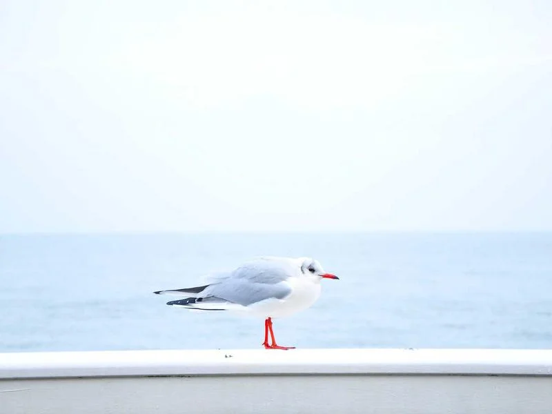 정육점용오픈다단쇼케이스추천 - 신선도를_결정하는_냉기_제어