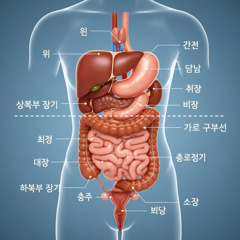 평택복부초음파 - 상복부 vs 하복부 차이