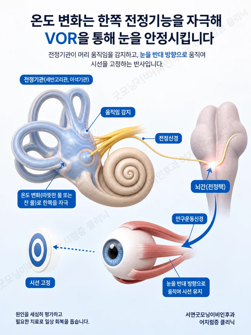 머리 움직임 중 시선을 유지하는 전정안반사의 원리