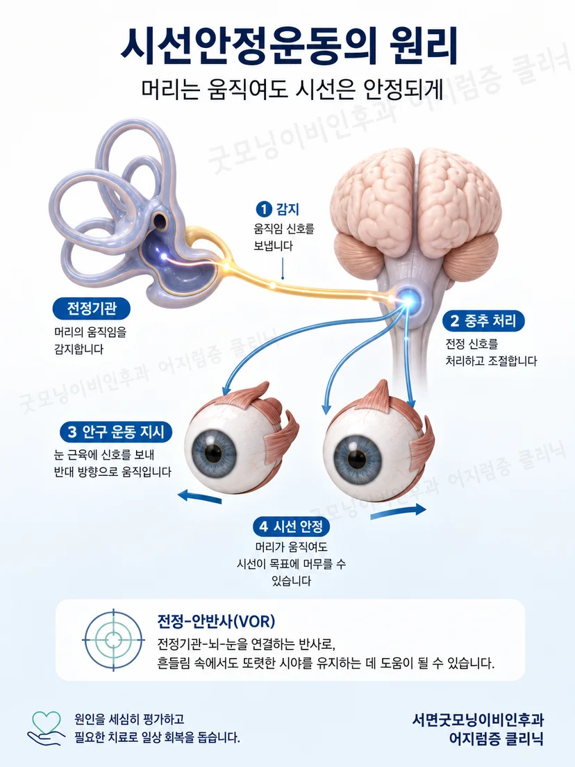머리 움직임과 눈의 움직임을 조절하는 전정 보상 원리