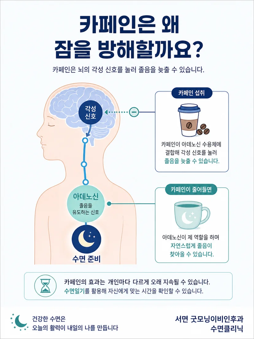 카페인이 각성 상태와 수면 준비에 영향을 주는 원리 설명