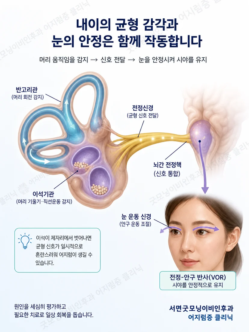 전정 감각과 시각 및 몸의 감각이 균형에 관여하는 원리