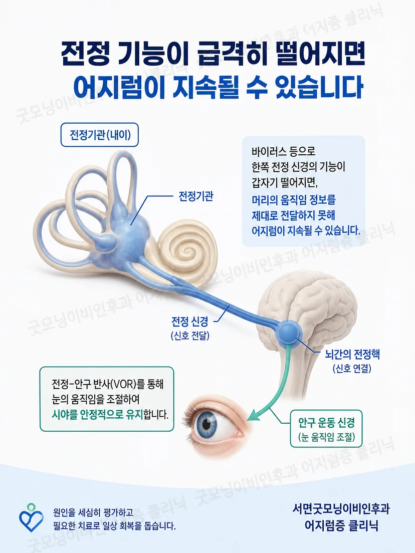 평형 기능과 청각 기능을 구분해 설명하는 귀의 구조 개념도