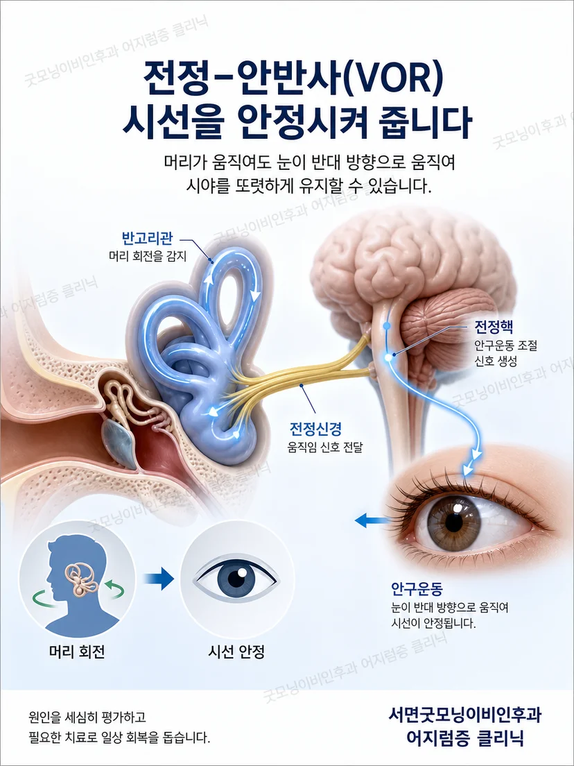 머리 움직임 동안 시선을 안정시키는 전정안반사 원리