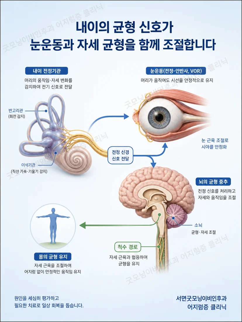 내이 전정기관과 눈운동 및 균형 정보의 연결 구조