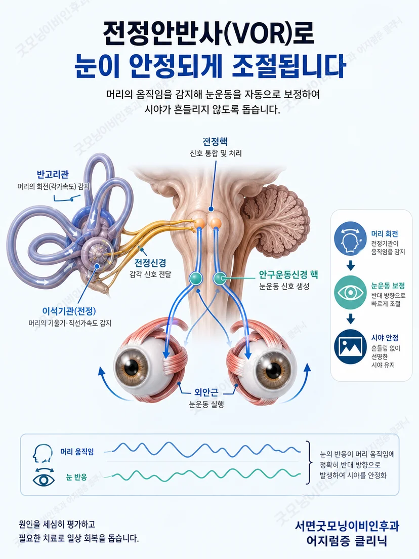 내이 전정기관과 눈을 연결하는 전정안반사의 기본 원리
