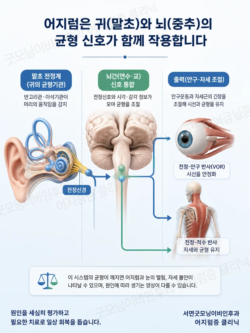 내이의 말초 전정기관과 뇌의 중추 균형 경로를 구분한 개념도